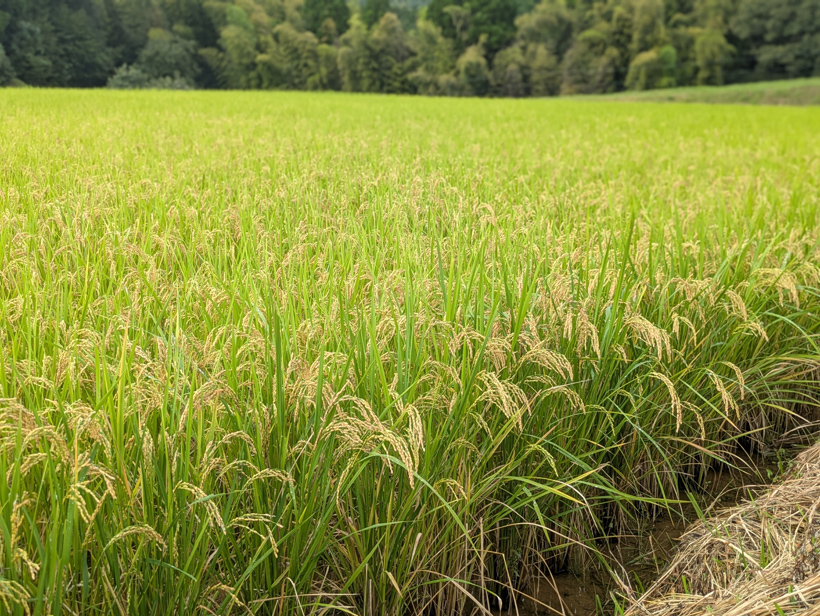 自然栽培米の稲